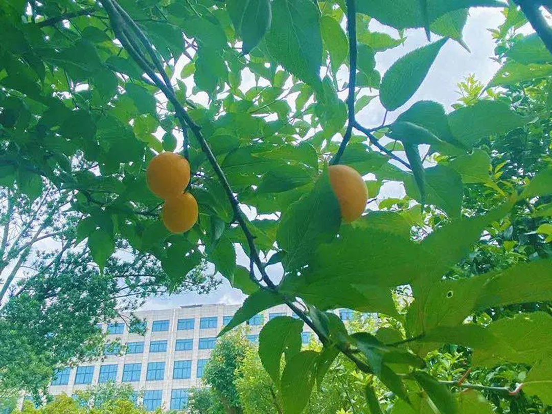 風(fēng)景這邊獨(dú)好！東大環(huán)境美景一覽，請(qǐng)查收