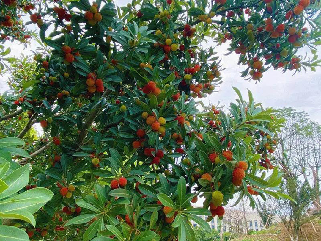 風(fēng)景這邊獨(dú)好！東大環(huán)境美景一覽，請(qǐng)查收