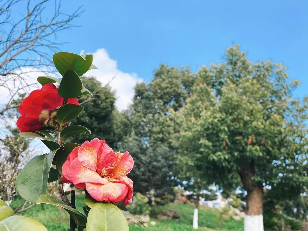 風(fēng)景這邊獨(dú)好！東大環(huán)境美景一覽，請(qǐng)查收