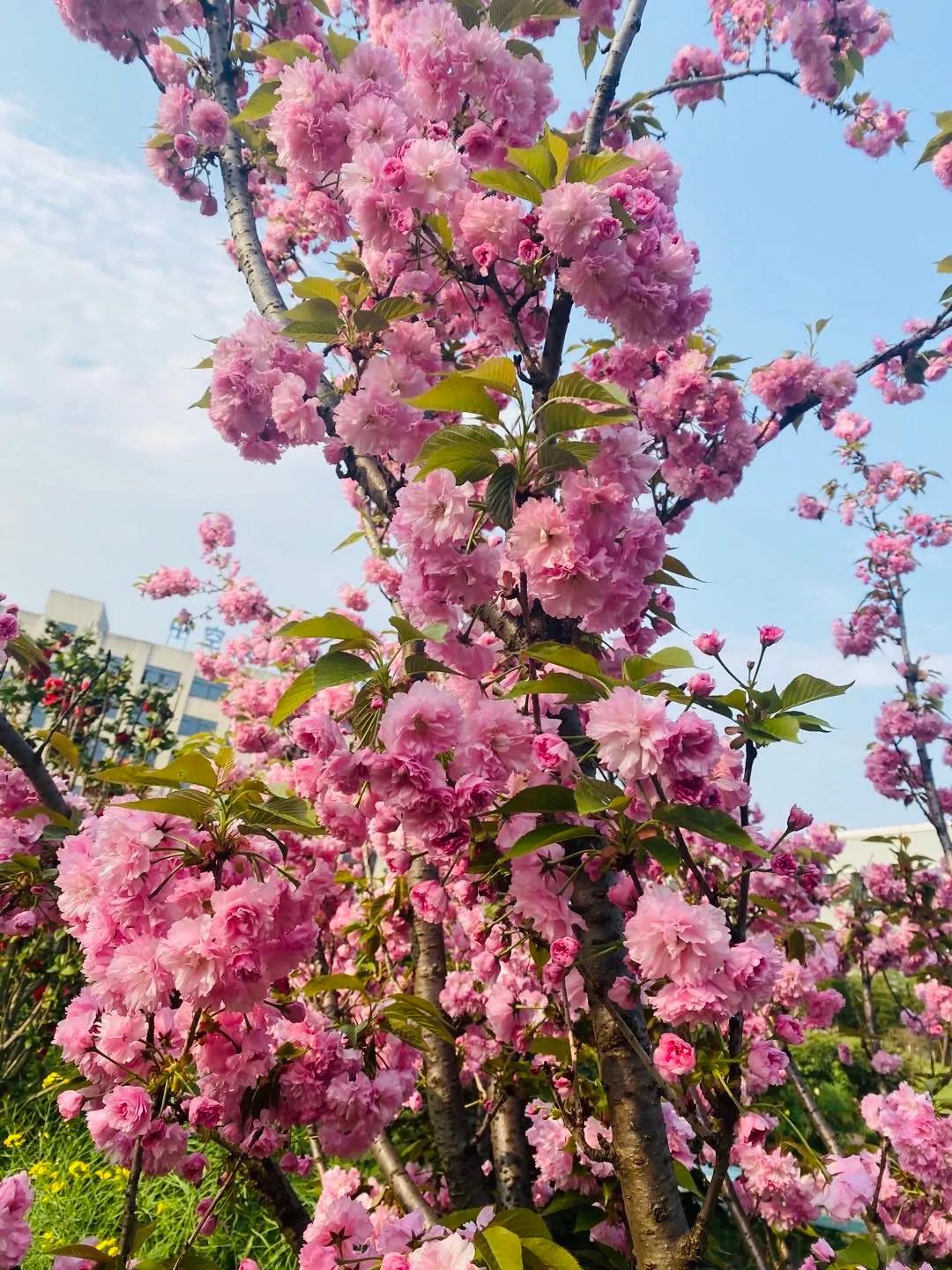 風(fēng)景這邊獨(dú)好！東大環(huán)境美景一覽，請(qǐng)查收